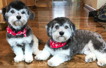 Havanese Puppy in Kayak